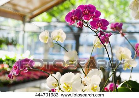Flowers in a greenhouse View Large Photo Image Stock Image - Flowers in a greenhouse. Fotosearch
