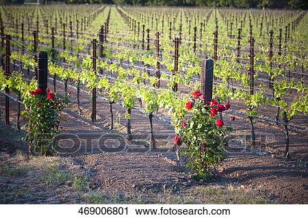 Grape vines in a vineyard, Napa Valley, California, USA View Large Photo Image Stock Image - Grape vines in a vineyard, Napa Valley, California, USA. Fotosearch