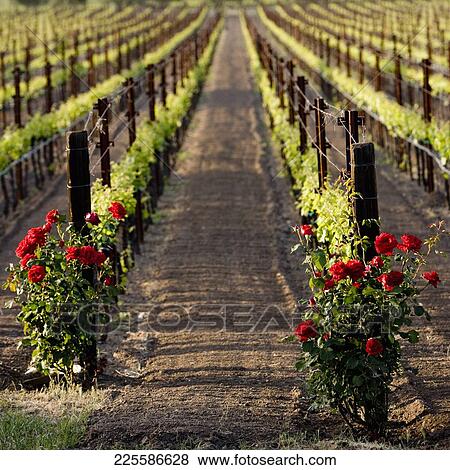 Grape vines in a vineyard, Napa Valley, California, USA View Large Photo Image Stock Photo - Grape vines in a vineyard, Napa Valley, California, USA. Fotosearch