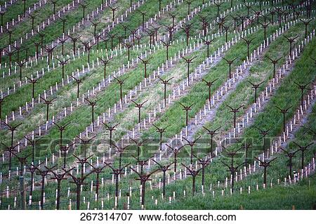 Grape vines in a vineyard, Napa Valley, California, USA View Large Photo Image Stock Photo - Grape vines in a vineyard, Napa Valley, California, USA. Fotosearch