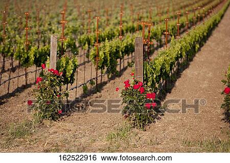 Grape vines in a vineyard, Napa Valley, California, USA View Large Photo Image Stock Photograph - Grape vines in a vineyard, Napa Valley, California, USA. Fotosearch