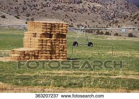 Haystack in the field, Virginia City, Madison County, Montana, USA View Large Photo Image Stock Photo - Haystack in the field, Virginia City, Madison County, Montana, USA. Fotosearch