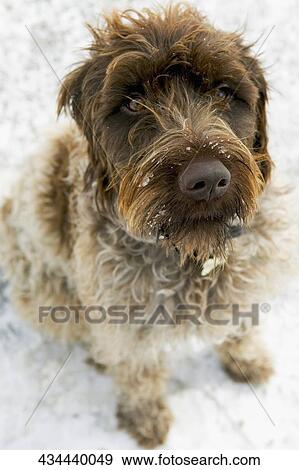 High angle view of a dog View Large Photo Image Stock Photo - High angle view of a dog. Fotosearch