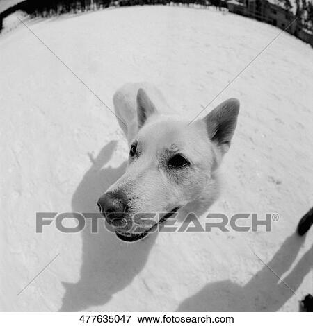 High angle view of a dog View Large Photo Image Stock Photo - High angle view of a dog. Fotosearch