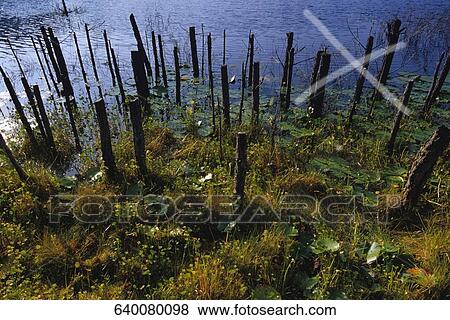 Stock Photo - High angle view of wooden posts in a lake. Fotosearch