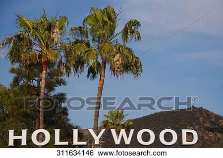 Stock Photograph - Hollywood text with palm trees in the background, Hollywood, Los Angeles, California, USA. Fotosearch