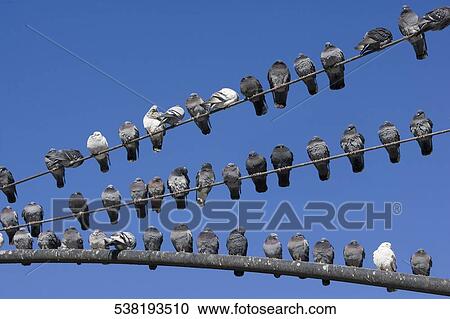 Stock Image - Low angle view of a flock of pigeons. Fotosearch