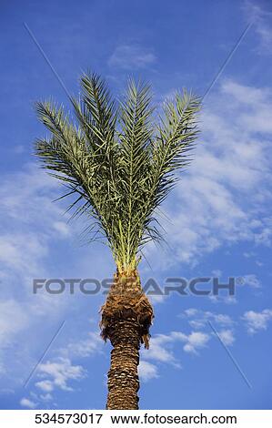 Low angle view of a palm tree, Phoenix, Maricopa County, Arizona, USA View Large Photo Image Stock Photo - Low angle view of a palm tree, Phoenix, Maricopa County, Arizona, USA. Fotosearch