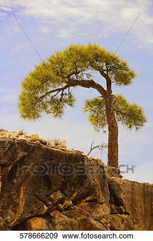 Low angle view of a tree, Las Vegas, Nevada, USA View Large Photo Image Stock Photo - Low angle view of a tree, Las Vegas, Nevada, USA. Fotosearch