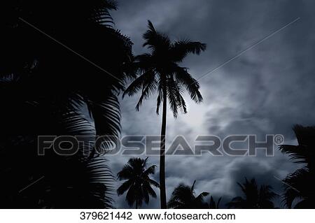 Stock Image - Low angle view of palm trees. Fotosearch