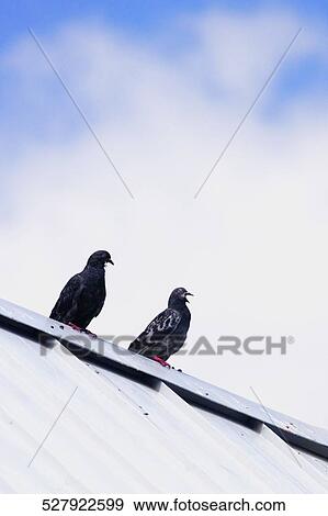 Stock Photo - Low angle view of two pigeons perching on the roof of a house. Fotosearch