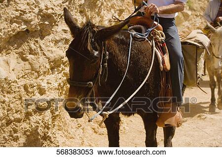 Low section view of a person horseback riding, Las Vegas, Nevada, USA View Large Photo Image Stock Image - Low section view of a person horseback riding, Las Vegas, Nevada, USA. Fotosearch