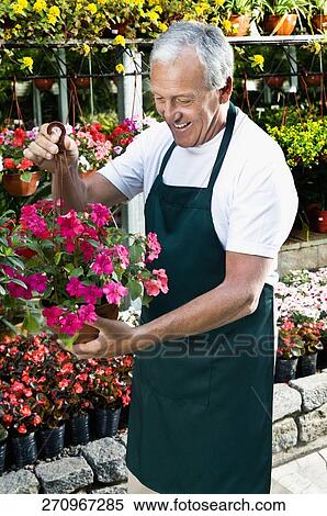 Man holding a hanging basket in a greenhouse View Large Photo Image Stock Photography - Man holding a hanging basket in a greenhouse. Fotosearch