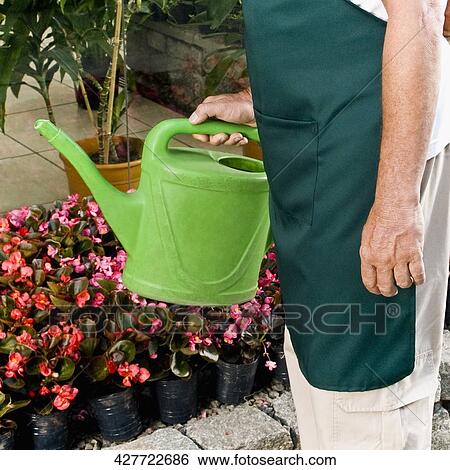 Man holding a watering can in a greenhouse View Large Photo Image Stock Photograph - Man holding a watering can in a greenhouse. Fotosearch