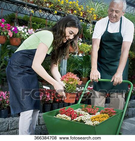 Man holding a wheelbarrow and a woman putting potted plant in it View Large Photo Image Stock Photo - Man holding a wheelbarrow and a woman putting potted plant in it. Fotosearch