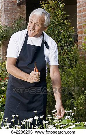 Man holding pruning shears in a greenhouse View Large Photo Image Stock Image - Man holding pruning shears in a greenhouse. Fotosearch