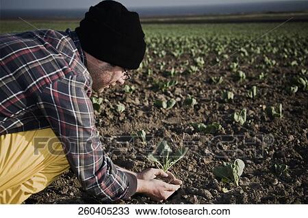 Stock Image - Man planting in a field, California, USA. Fotosearch