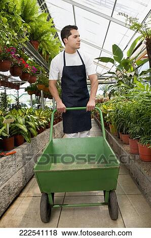 Man pushing a cart in a greenhouse View Large Photo Image Stock Photo - Man pushing a cart in a greenhouse. Fotosearch
