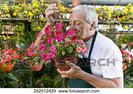 Stock Photo - Man smelling flowers in a greenhouse. Fotosearch