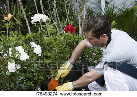 Man working in a greenhouse View Large Photo Image Picture - Man working in a greenhouse. Fotosearch