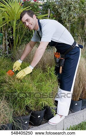 Stock Image - Man working in a greenhouse. Fotosearch