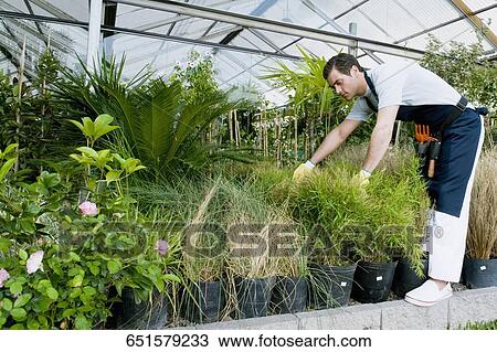 Man working in a greenhouse View Large Photo Image Stock Image - Man working in a greenhouse. Fotosearch