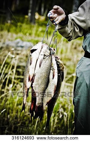 Mid section view of a fisherman carrying fish View Large Photo Image Stock Image - Mid section view of a fisherman carrying fish. Fotosearch