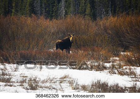 Moose (Alces alces) in a field, Grand Teton National Park, Wyoming, USA View Large Photo Image Stock Photograph - Moose (Alces alces) in a field, Grand Teton National Park, Wyoming, USA. Fotosearch