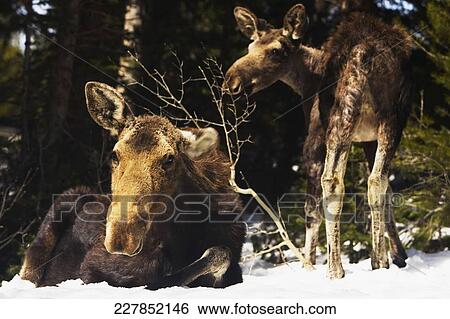 Moose (Alces alces) in a park, Grand Teton National Park, Wyoming, USA View Large Photo Image Stock Photograph - Moose (Alces alces) in a park, Grand Teton National Park, Wyoming, USA. Fotosearch