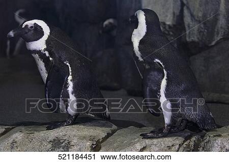 Stock Image - Penguins standing on a rock. Fotosearch