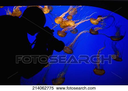 Person taking a picture of jelly fish (Chironex fleckeri), Monterey Bay Aquarium, Monterey, California, USA View Large Photo Image Stock Photography - Person taking a picture of jelly fish (Chironex fleckeri), Monterey Bay Aquarium, Monterey, California, USA. Fotosearch