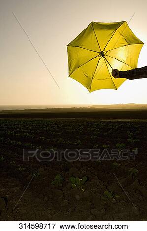 Person's hand holding an umbrella in a field, California, USA View Large Photo Image Stock Photo - Person's hand holding an umbrella in a field, California, USA. Fotosearch