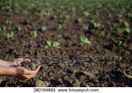 Person's hands holding soil in a field, California, USA View Large Photo Image Stock Photography - Person's hands holding soil in a field, California, USA. Fotosearch