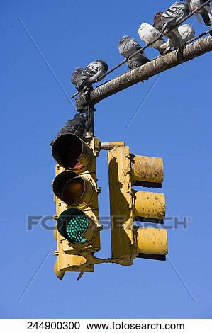 Pigeons on the traffic light pole View Large Photo Image Stock Image - Pigeons on the traffic light pole. Fotosearch