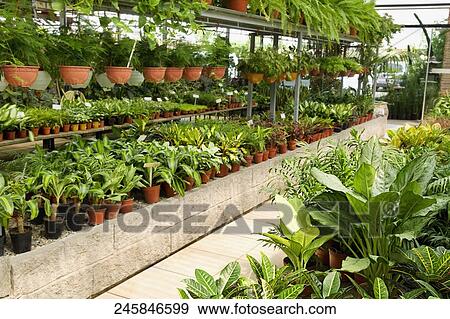 Plants in a greenhouse View Large Photo Image Stock Photo - Plants in a greenhouse. Fotosearch