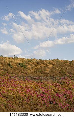 Plants on a landscape, California, USA View Large Photo Image Stock Image - Plants on a landscape, California, USA. Fotosearch