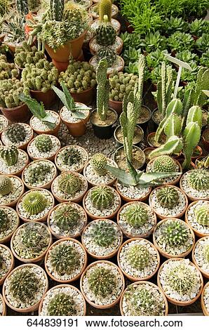Stock Image - Potted cacti in a greenhouse. Fotosearch