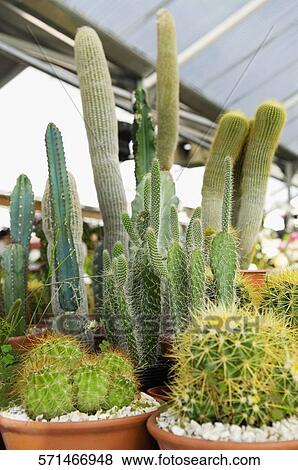 Potted cacti in a greenhouse View Large Photo Image Stock Photo - Potted cacti in a greenhouse. Fotosearch