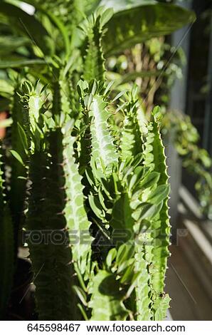Stock Photo - Potted cacti in a greenhouse. Fotosearch