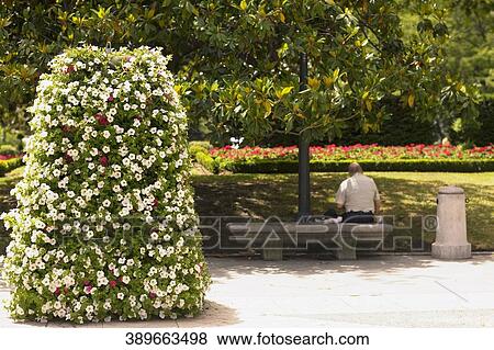 Rear view of a man sitting on a park bench, Madrid, Spain View Large Photo Image Stock Photo - Rear view of a man sitting on a park bench, Madrid, Spain. Fotosearch
