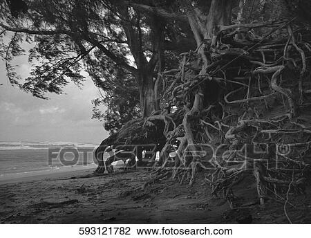 Stock Image - Roots of a tree on the beach. Fotosearch