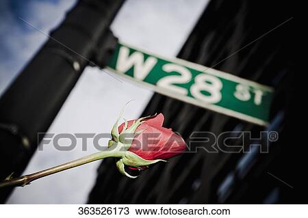 Rose with a street name sign on a pole, 28 Street, New York City, New York State, USA View Large Photo Image Stock Image - Rose with a street name sign on a pole, 28 Street, New York City, New York State, USA. Fotosearch