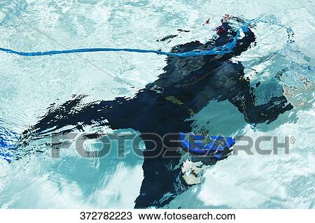 Scuba diver in a swimming pool, Biltmore Hotel, Coral Gables, Florida, USA View Large Photo Image Stock Image - Scuba diver in a swimming pool, Biltmore Hotel, Coral Gables, Florida, USA. Fotosearch