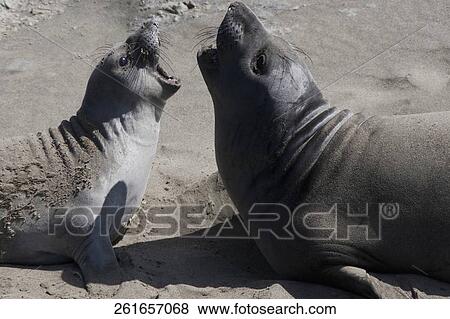 Sea lions fighting on the beach, California State Route 1, California, USA View Large Photo Image Stock Photo - Sea lions fighting on the beach, California State Route 1, California, USA. Fotosearch