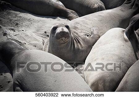 Stock Image - Sea lions on the beach, California State Route 1, California, USA. Fotosearch