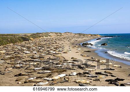 Sea lions resting at the coast, California, USA View Large Photo Image Stock Photo - Sea lions resting at the coast, California, USA. Fotosearch