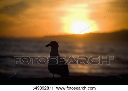 Seagull on the beach, Santa Monica, Los Angeles County, California, USA View Large Photo Image Stock Image - Seagull on the beach, Santa Monica, Los Angeles County, California, USA. Fotosearch