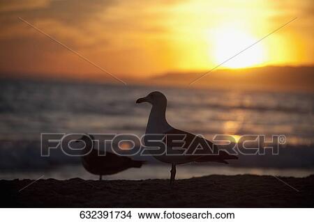 Seagulls on the beach, Santa Monica, Los Angeles County, California, USA View Large Photo Image Picture - Seagulls on the beach, Santa Monica, Los Angeles County, California, USA. Fotosearch