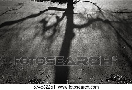 Shadow of a bare tree View Large Photo Image Stock Image - Shadow of a bare tree. Fotosearch