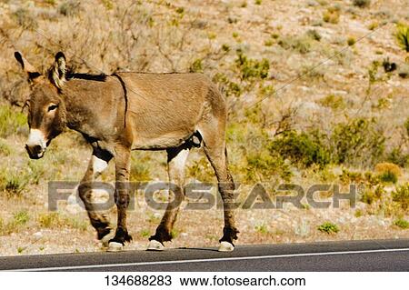 Side profile of a donkey walking on the road, Las Vegas, Nevada, USA View Large Photo Image Stock Image - Side profile of a donkey walking on the road, Las Vegas, Nevada, USA. Fotosearch